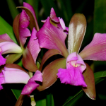 Cattleya leopoldii